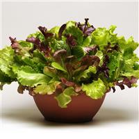 Summer Picnic Mixture SimplySalad®