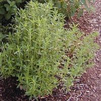 Herb Satureja montana Winter