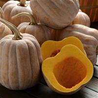 Autumn Frost Squash
