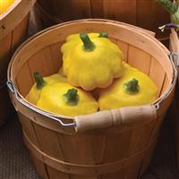 Lemon Sun Squash