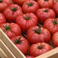 BlushingStar Tomato