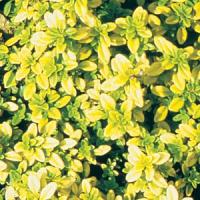 Thyme Golden