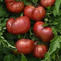 DarkStar Tomato