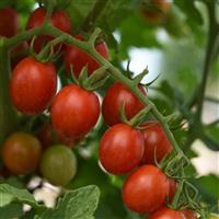 Helix Tomato