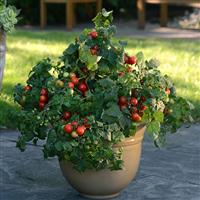 Little Bing Tomato