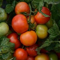 Little Sicily Tomato