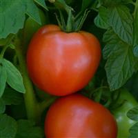 Stellar Tomato