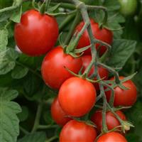 Sugar Rush Tomato