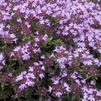 Herb Thyme praecox Red Creeping