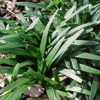 Ophiopogon japonica 