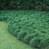 Ophiopogon japonica 