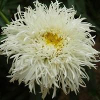 Leucanthemum Aglaia