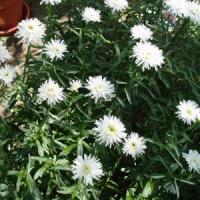 Leucanthemum Aglaia