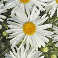 Leucanthemum Little Princess