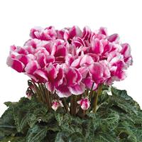 Abanico<sup>®</sup> Select Midi Magenta Cyclamen