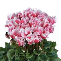 Abanico<sup>®</sup> Select Midi Salmon Cyclamen