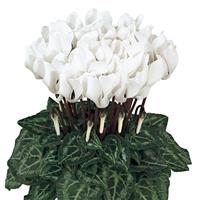 Smartiz<sup>®</sup> Pure White Cyclamen