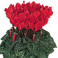 Smartiz<sup>®</sup> Bright Red Cyclamen