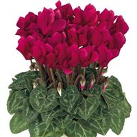 Smartiz<sup>®</sup> Deep Magenta Cyclamen
