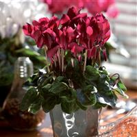 Smartiz<sup>®</sup> Deep Magenta Cyclamen