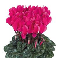 Smartiz<sup>®</sup> Deep Rose Cyclamen