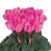 Smartiz<sup>®</sup> Rose Bengal Cyclamen