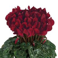 Smartiz<sup>®</sup> Bordeaux Cyclamen