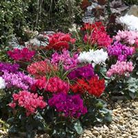 Smartiz<sup>®</sup> Mix Cyclamen
