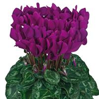 Smartiz<sup>®</sup> Purple Cyclamen