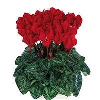Smartiz<sup>®</sup> Red Cyclamen