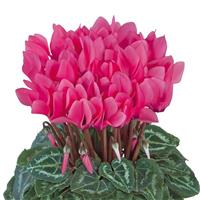 Smartiz<sup>®</sup> Rose Cyclamen