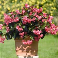 Big Rose With Bronze Leaf Begonia
