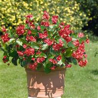 Big Red With Green Leaf Begonia
