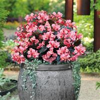 Big Pink With Bronze Leaf Begonia