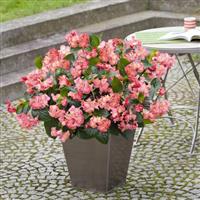 Big Pink With Green Leaf Begonia