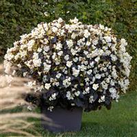 Big White With Bronze Leaf Begonia
