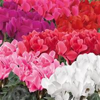 Eco Mix Cyclamen