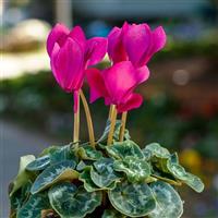 Eco Purple Cyclamen