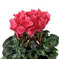 Eco Salmon Cyclamen