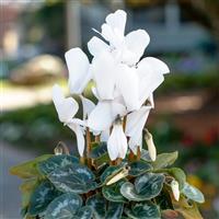 Eco White Cyclamen