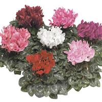 Winfall Mix Cyclamen