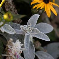 Stachys byzantina Furby