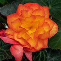 Nonstop Fire Tuberous Begonia