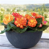 Nonstop Fire Tuberous Begonia