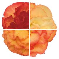 Nonstop Flame Tuberous Begonia