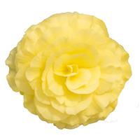 Nonstop Lemon Tuberous Begonia