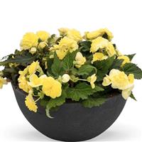 Nonstop Lemon Tuberous Begonia