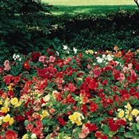 Nonstop Mix Tuberous Begonia