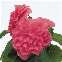 Nonstop Pink Tuberous Begonia