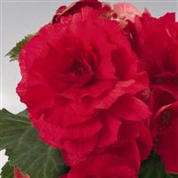 Nonstop Red Tuberous Begonia